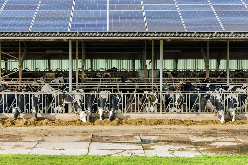 Wide view of a farm shed with rooftop solar panels above an open livestock area.