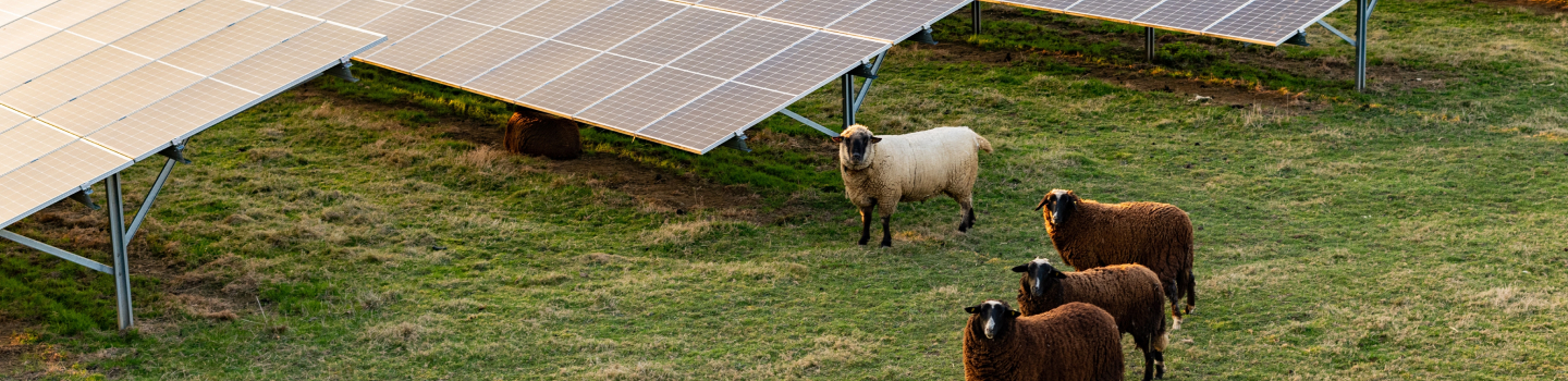 Sheep grazing in a green pasture beside a ground-mounted solar panel array.
